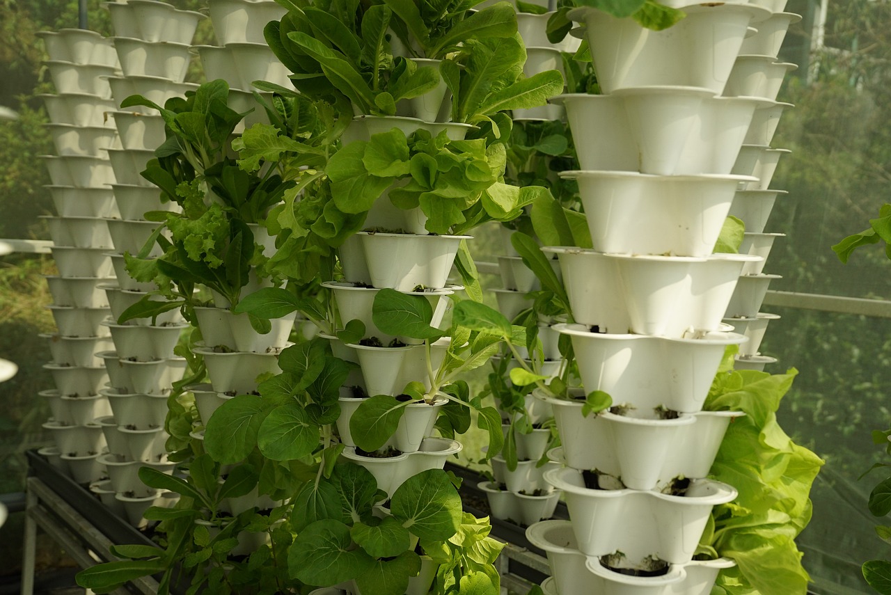 The Role of Hydroponics in Sustainable Farming